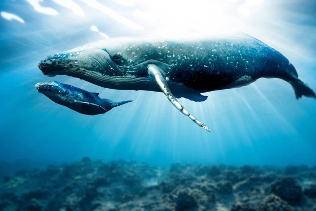 Bitcoin Borsası Kraken’e, 103 Milyon USDT Aktarıldı! Alım mı Yapacaklar?