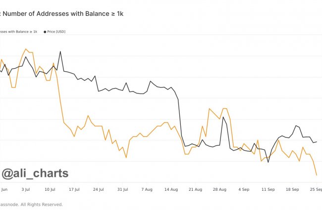 Balinalar 20 Bin Adet Bitcoin (BTC) Sattı! İşte Son Veriler..