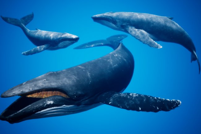 Bir Ethereum Balinası, Zararına Sattığı Bu Altcoin’i Yeniden Topluyor!