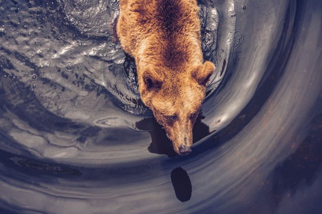 Bitcoin Ayısı Capo, Bu Altcoin’de Çöküş Bekliyor! İşte Son Tahmini..