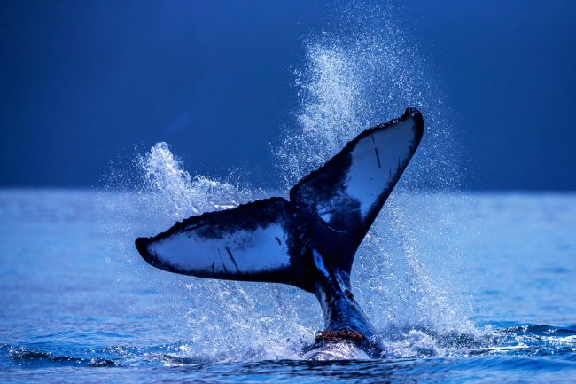 Bir Balina Bitcoin Düşerken Binance’den Bu Altcoin’i Topluyor!