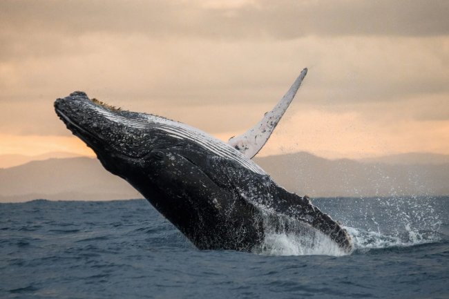 Bir Balina, Bitcoin Borsası Binance’deki Bu Altcoin’e Yüklü Yatırım Yapıyor!