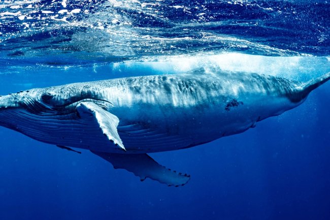 8 Yıl Önce Ethereum (ETH) Toplayan Balina, Şimdi Bu Altcoin’e Yatırım Yapıyor!