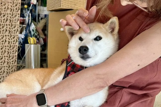 SON DAKİKA: Bitcoin Borsası Binance’deki Bu Memecoin Yeni Ortaklığı Paylaştı, Dev Yükseliş Yaşandı!