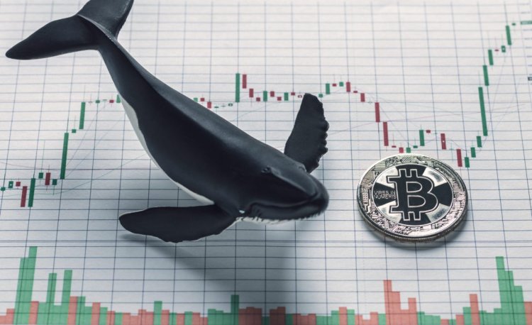 284 Dolardan Bitcoin Toplayan Kripto Para Balinası, BTC Satışına Hazırlanıyor!