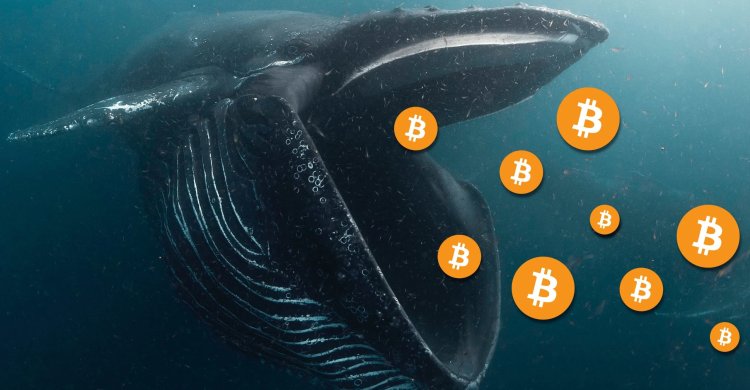 Kripto Para Devleri, Son Düşüşlerde Bitcoin, ETH ve Bu Sürpriz Altcoin’i Topluyor!