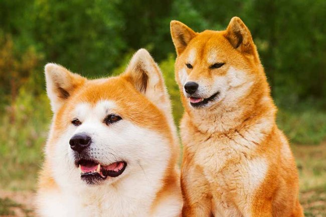 Shiba Inu’da (SHIB) Beklenmedik Bir Gelişme Yaşandı! İyi mi Kötü mü?